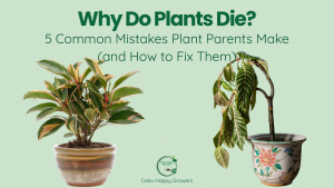 Why do plants die? Infographic showing common mistakes Cebu plant parents make and how to fix them.