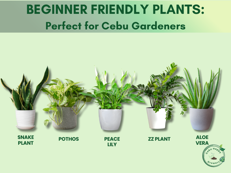 Beginner-friendly plants in Cebu such as snake plant, pothos, and herbs