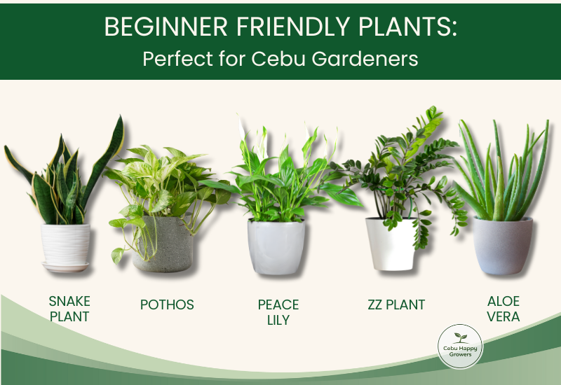 Beginner-friendly plants in Cebu such as snake plant, pothos, and herbs