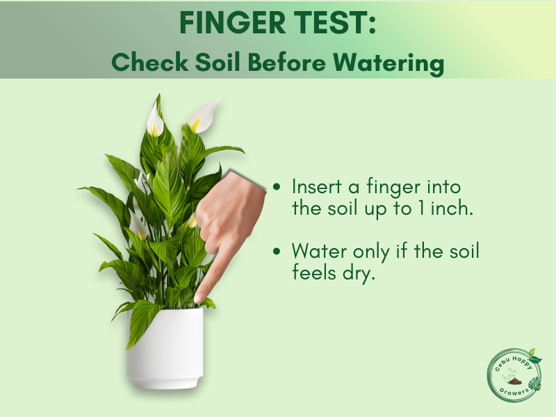 Beginner gardener using finger test to check soil before watering