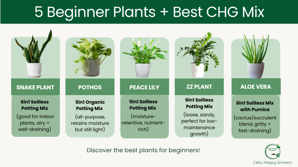 List of five beginner-friendly indoor plants with best CHG potting mix: snake plant, pothos, peace lily, ZZ plant, and aloe vera.
