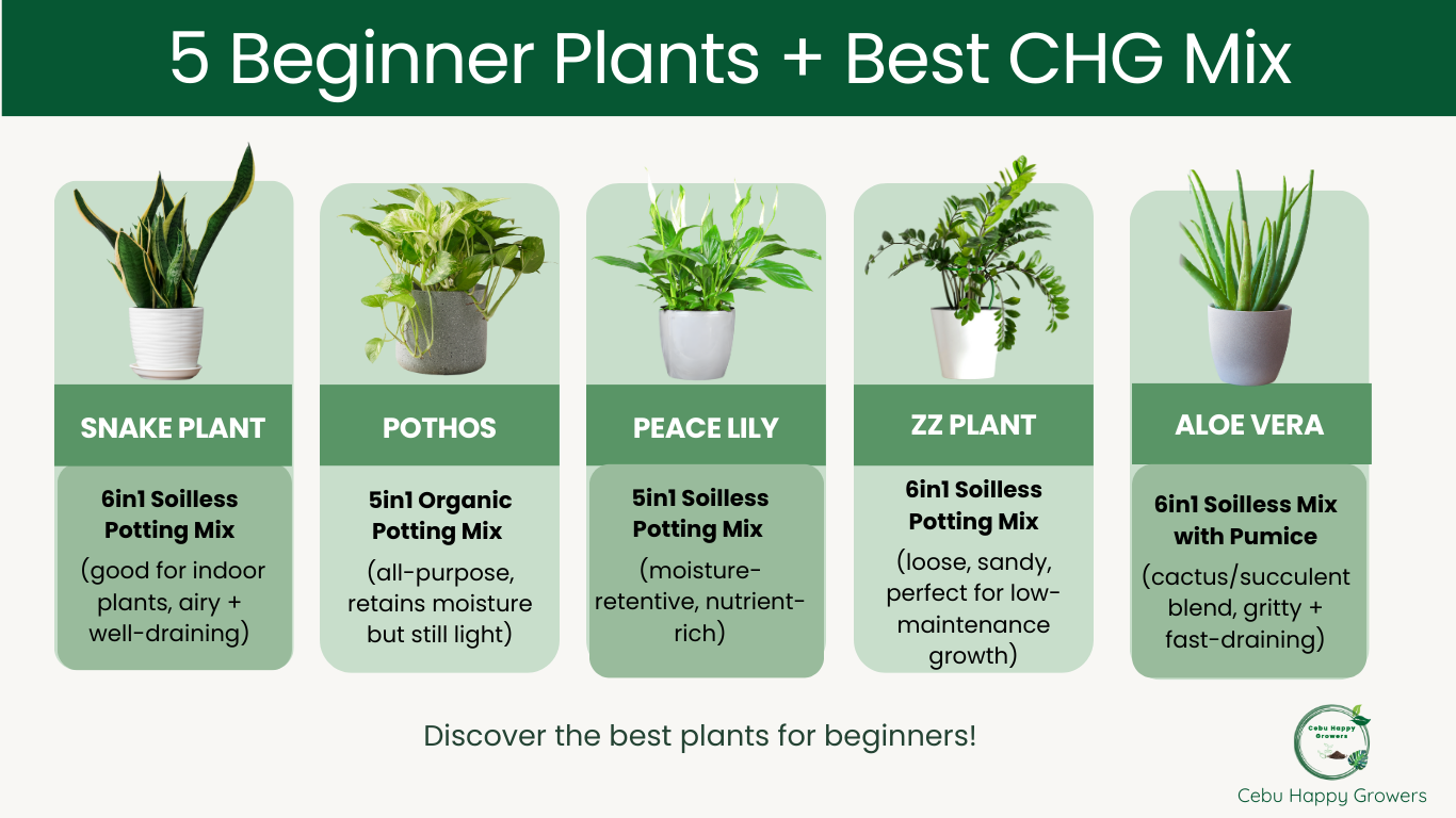 5 Beginner-Friendly Plants and the Soil They Love | Cebu Happy Growers