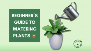 Featured image beginner’s guide to watering plants Cebu Happy Growers blog