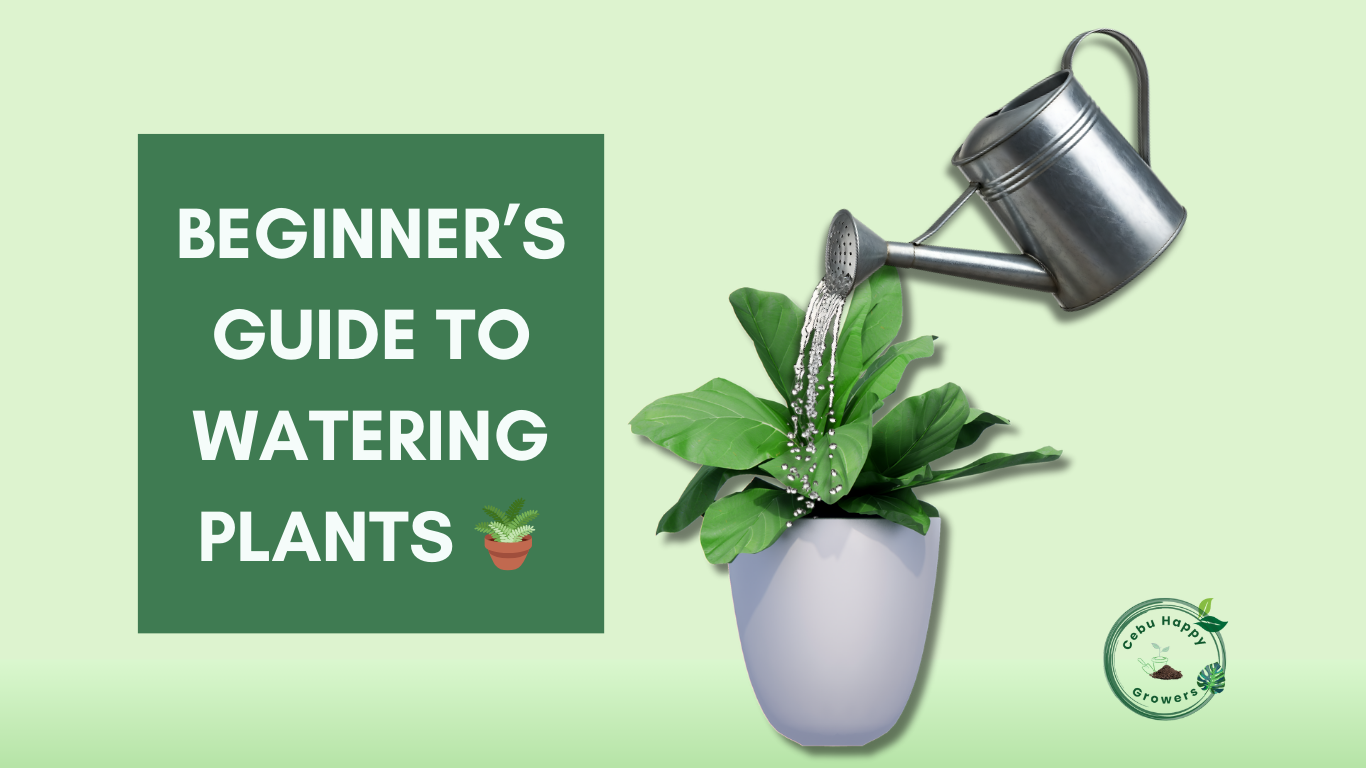 Featured image beginner’s guide to watering plants Cebu Happy Growers blog