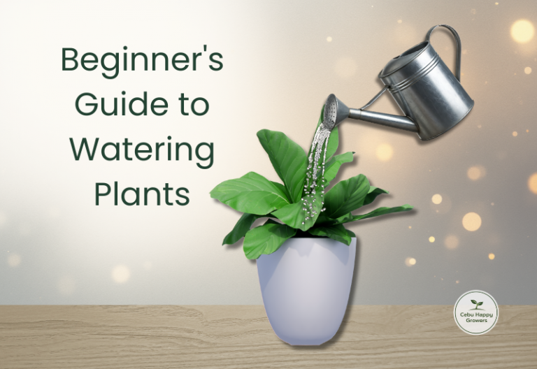 Featured image beginner’s guide to watering plants Cebu Happy Growers blog