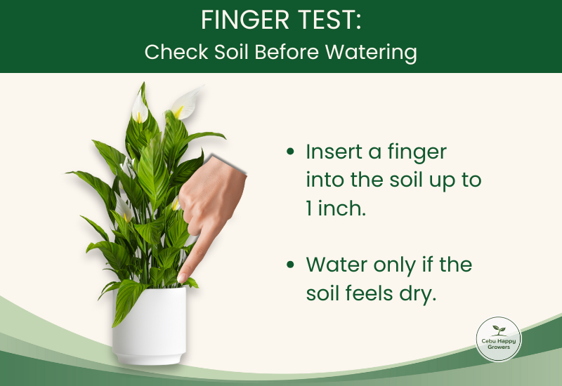 Beginner gardener using finger test to check soil before watering