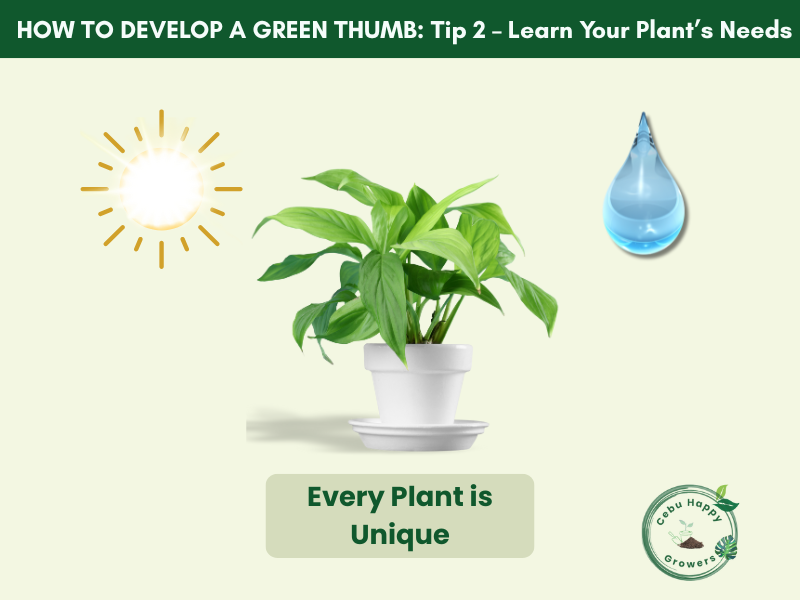 Green thumb tip for beginners – learn your plant’s sunlight and water needs with Cebu Happy Growers.