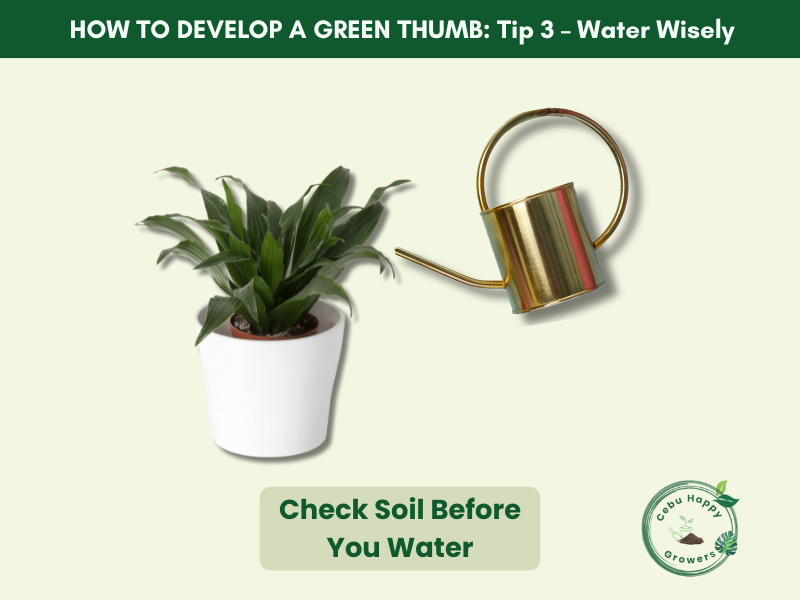 Beginner gardening tip – water plants wisely with proper soil drainage from Cebu Happy Growers potting mix.
