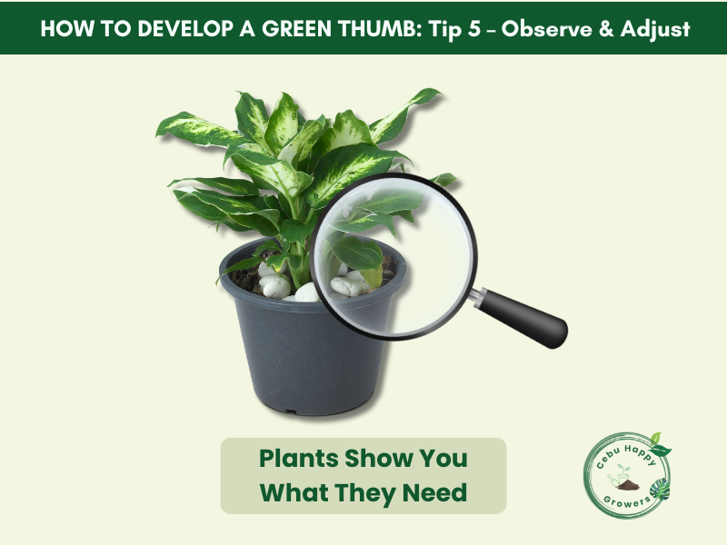 Green thumb tip – observe and adjust plant care, using Cebu Happy Growers soil mixes for stronger growth.