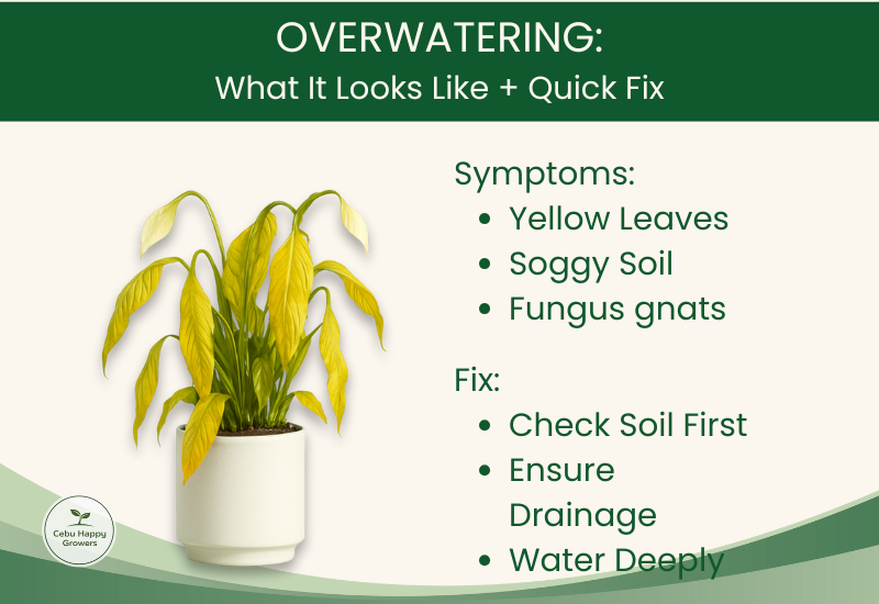 Overwatered plant with yellow leaves, a common beginner mistake