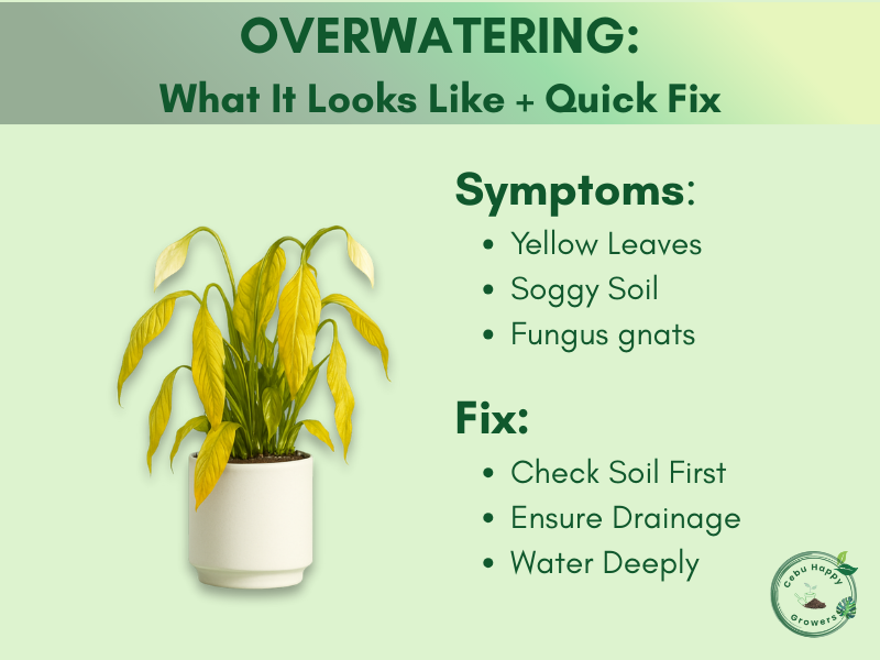 Overwatered plant with yellow leaves, a common beginner mistake