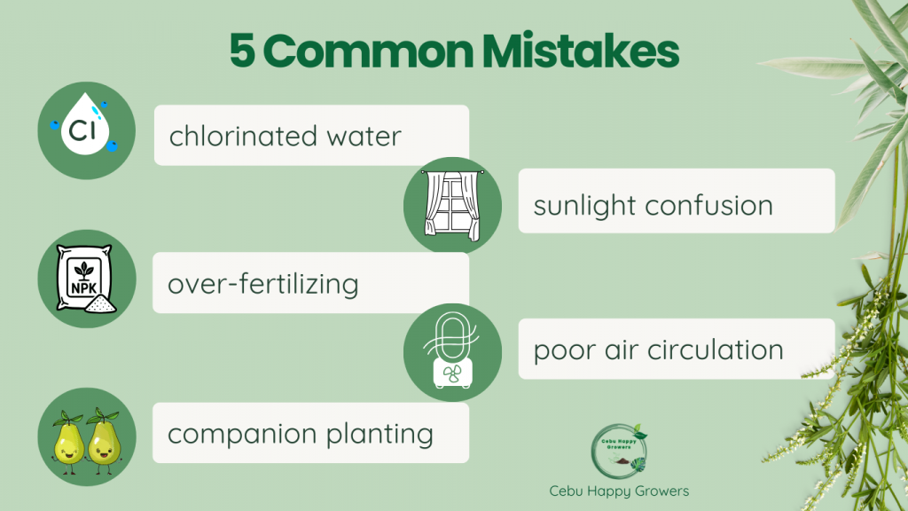 List of five common plant care mistakes for Cebu gardeners including chlorinated water, over-fertilizing, companion planting, sunlight confusion, and poor air circulation.