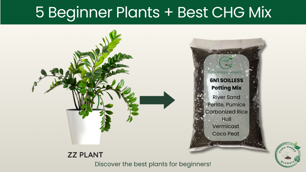 ZZ plant in lightweight potting mix