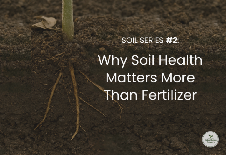 Healthy soil cross-section with plant roots and seedlings under sunlight – Cebu Happy Growers Soil Series
