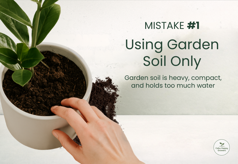 Plant growing in compact garden soil illustrating Mistake #1 of using garden soil only for indoor plants.