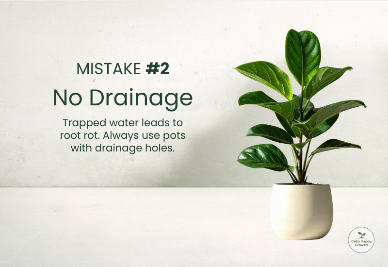 Plant being watered in a pot without drainage holes showing Mistake #2 of poor drainage.