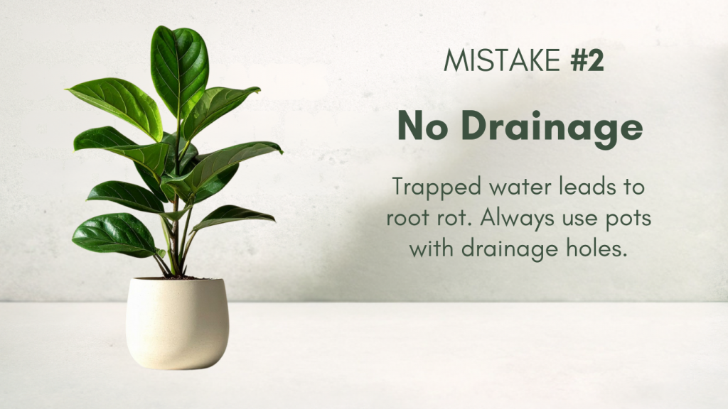 Plant being watered in a pot without drainage holes representing Mistake #2.