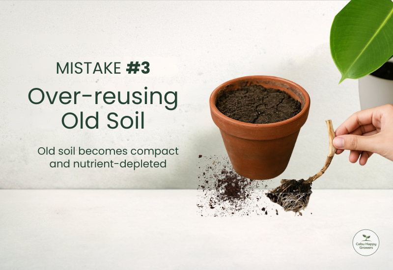 Old compact and depleted soil in a pot representing Mistake #3 of over-reusing old soil.