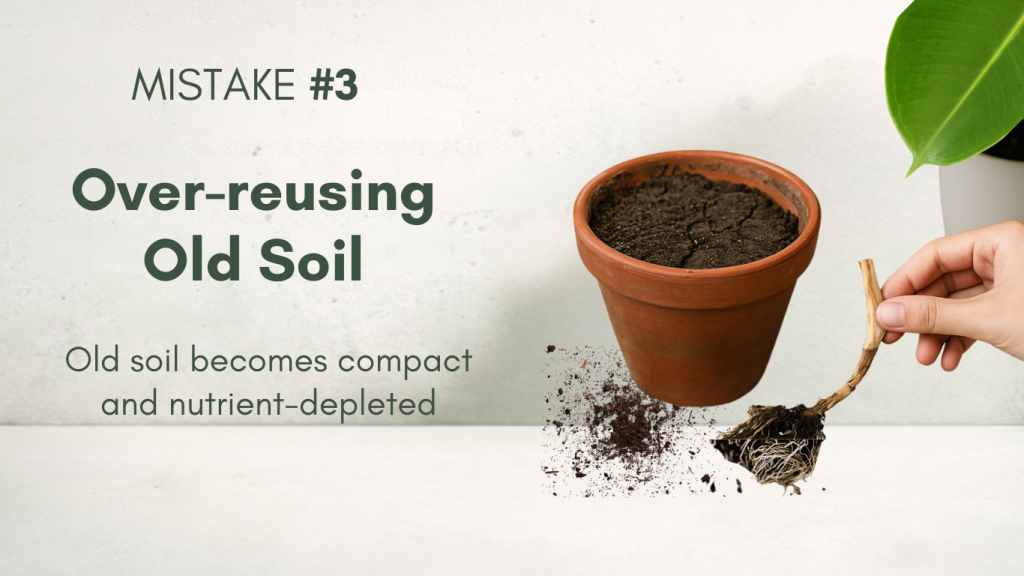Old compact and depleted soil in a terracotta pot representing Mistake #3.