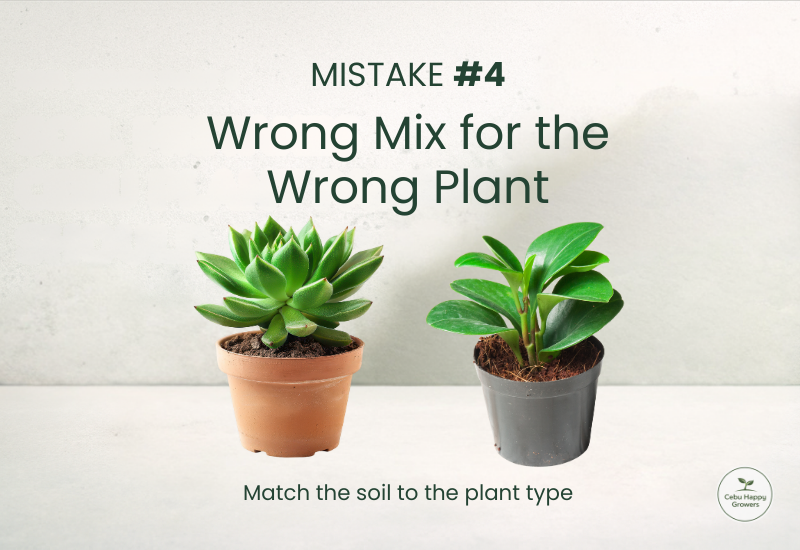Succulent and aroid plants shown in mismatched soil mixes illustrating Mistake #4 of using the wrong soil for different plants.