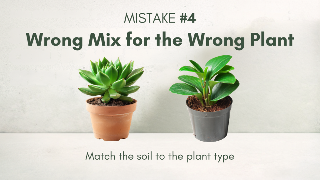 Succulent and aroid shown in mismatched soil mixes representing Mistake #4.