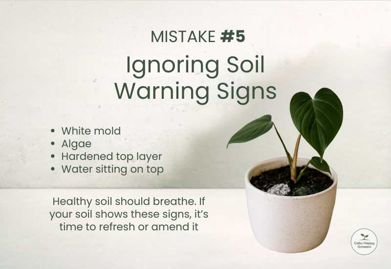 Aroid plant with moldy and hardened soil showing warning signs of unhealthy soil.