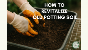 “Hands mixing potting soil to demonstrate how to revitalize old potting mix.”