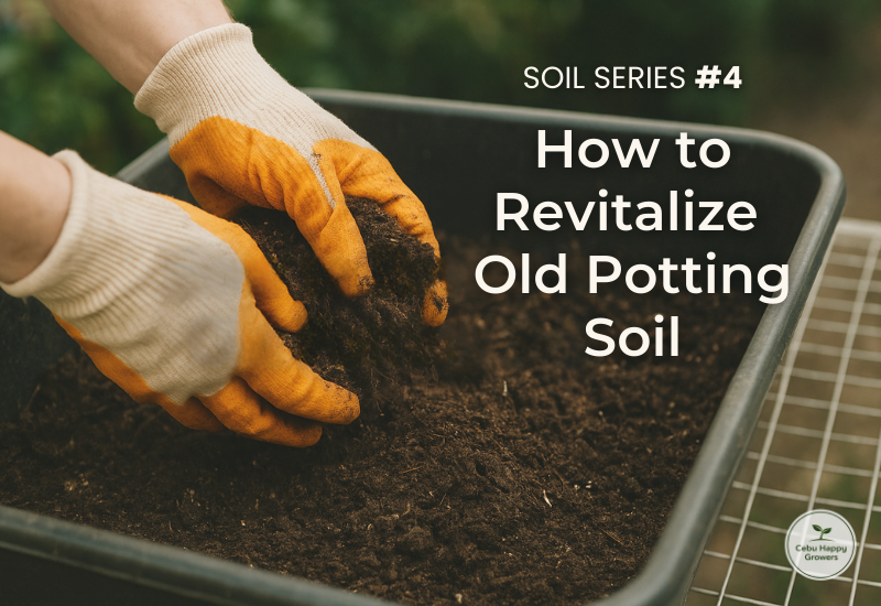 Hands mixing potting soil to demonstrate how to revitalize old potting mix.