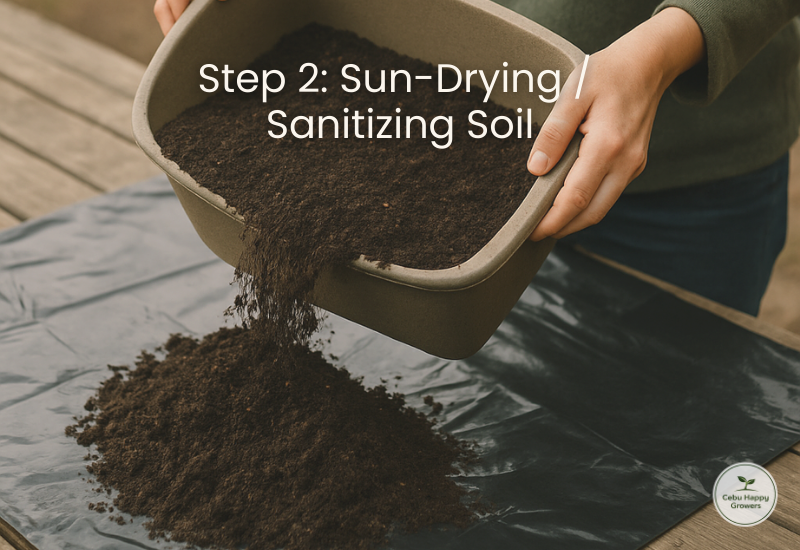 Old soil being sun-dried to naturally sanitize and remove pathogens.