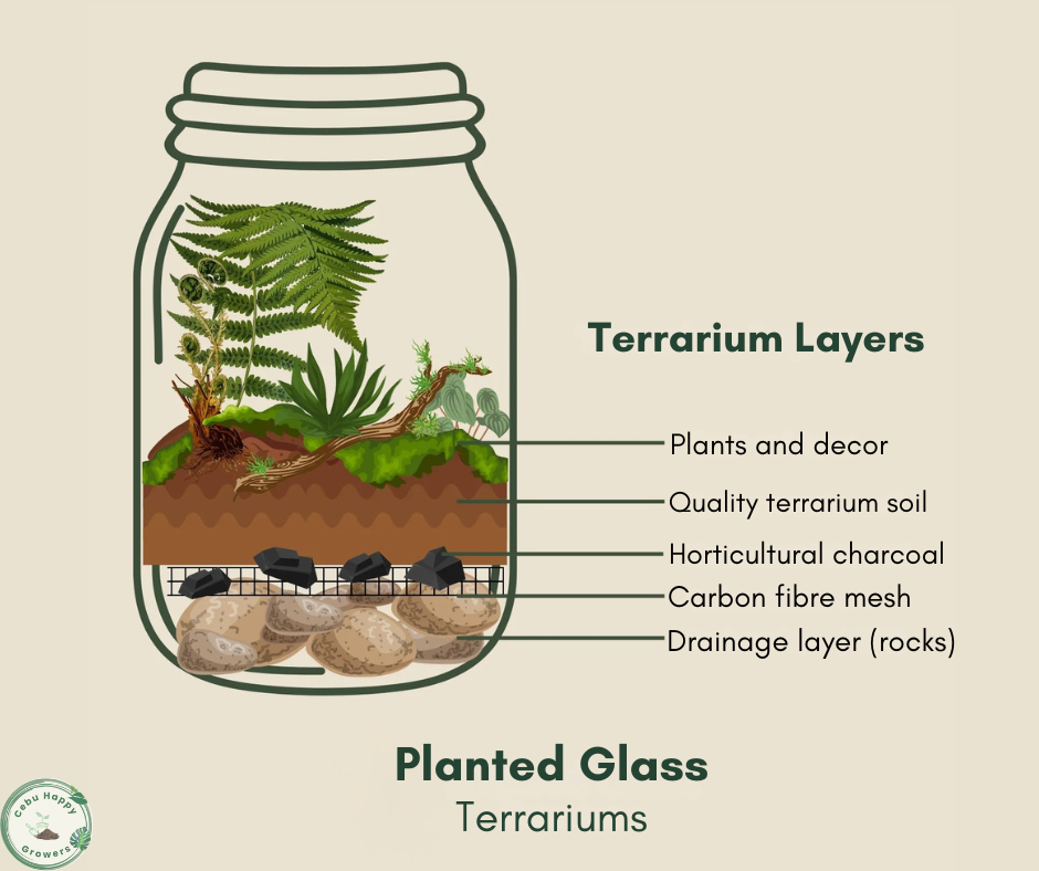 How to Properly Layer Soil in a Terrarium