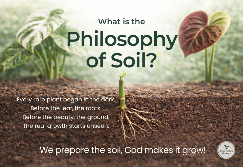 Philosophy of soil with a single plant stem and visible roots, symbolizing unseen growth for rare plant collectors