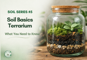 Terrarium soil layering using breathable, well-draining soil mix in a glass container