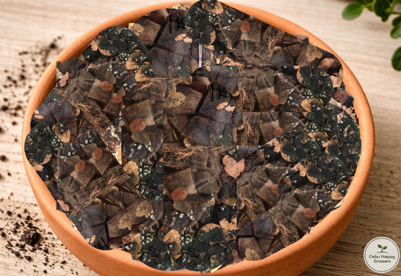 Bark-free chunky potting mix texture by Cebu Happy Growers for sensitive aroid plants