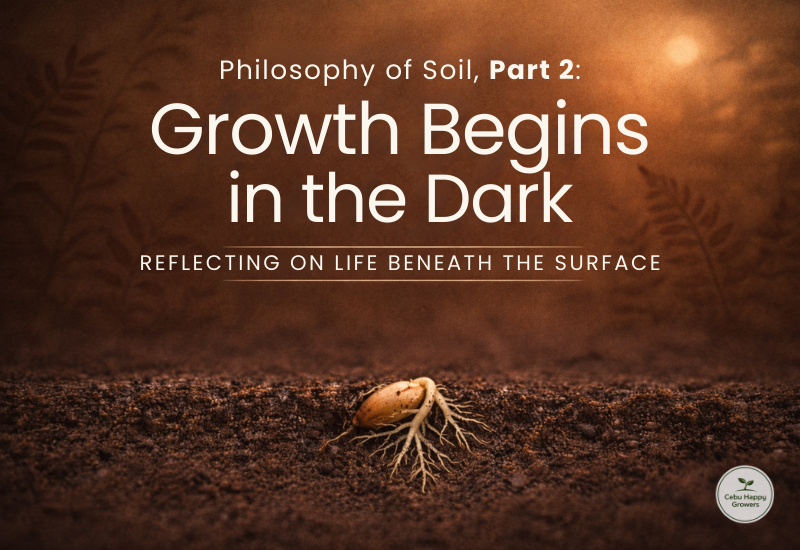 A seed underground beginning to form roots in moist soil, symbolizing early growth before sprouting.