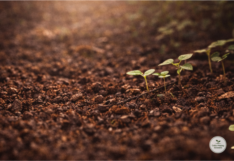 Young seedlings emerging from soil, symbolizing growth after time spent underground.