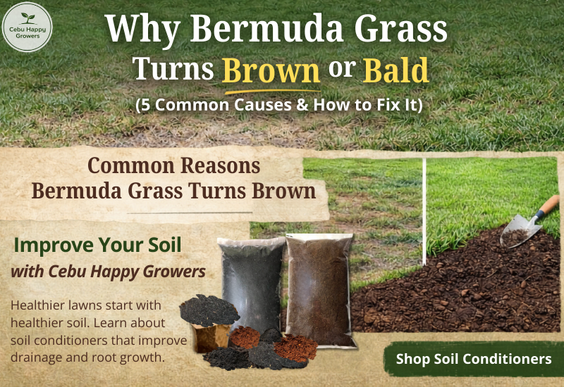 Bermuda grass lawn with brown patches caused by poor soil health