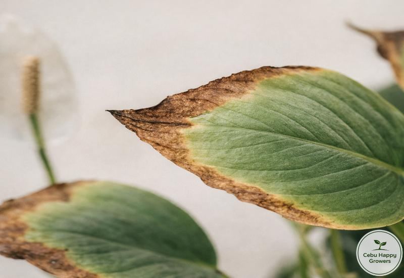 Brown and crispy leaf edges caused by root stress and poor soil conditions