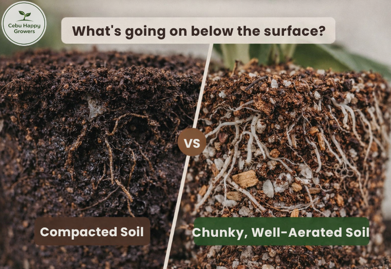 Comparison of compact soil versus chunky well-aerated soil showing root health differences